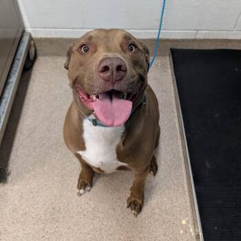 Pit Bull Terrier and Dogo Argentino Dogs Available for Adoption - Beans | PetCurious