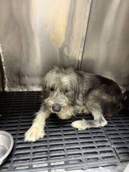 Snuffle -  Terrier Dog for Adoption in Marietta, Georgia - Snuffle | PetCurious