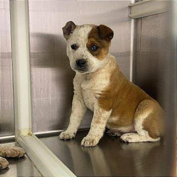 Cattle Dog Dogs Available for Adoption - Daisy | PetCurious