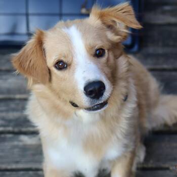 Tanner -  Australian Shepherd Dog for Adoption in Franklin, Tennessee - Tanner | PetCurious