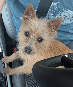 Canela -  Terrier and Chihuahua Dog for Adoption in Worcester, Massachusetts - Canela | PetCurious