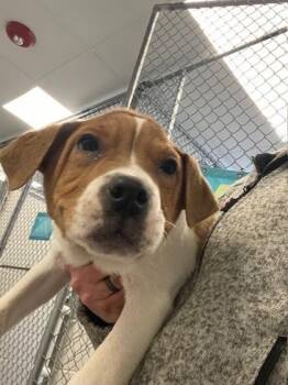 Mixed Breed Dogs Available for Adoption - Daisy | PetCurious