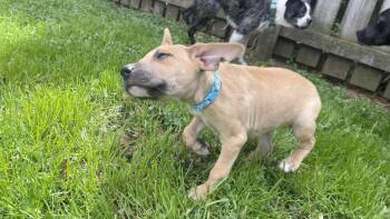 Black Mouth Cur and Mastiff Dogs Available for Adoption in Clinton, Wisconsin - Theodore | PetCurious