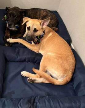 German Shepherd Dog and Belgian Shepherd Malinois Dogs Available for Adoption - Lulu | PetCurious