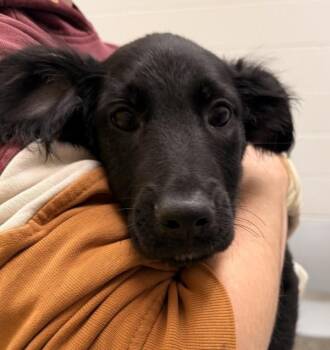 Border Collie Dogs Available for Adoption in Golden, Colorado - Ivy | PetCurious