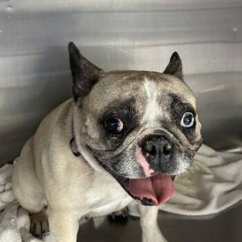 Lulu -  French Bulldog Dog for Adoption in Northbrook, Illinois - Lulu | PetCurious