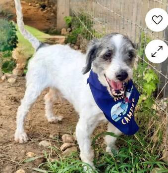 Shaggy -  Miniature Schnauzer Dog for Adoption in Foley, Alabama - Shaggy | PetCurious