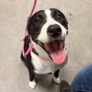 Tilly -  Border Collie Dog for Adoption in Yuma, Arizona - Tilly | PetCurious