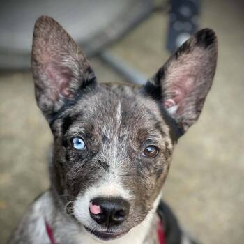 Fuse -  Mixed Breed Dog for Adoption in Minneapolis, Minnesota - Fuse | PetCurious