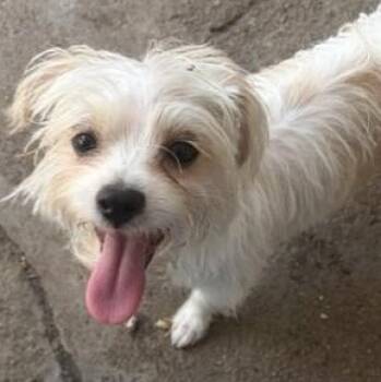 Balducci — The Tiny Prince Who Stole His Foster