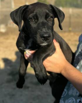 Nitro -  Labrador Retriever and Yellow Labrador Retriever Dog for Adoption in Vacaville, California - Nitro | PetCurious