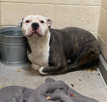 American Staffordshire Terrier and Mixed Breed Dogs Available for Adoption in Albuquerque, New Mexico - OREO | PetCurious