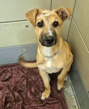 German Shepherd Dog and Mixed Breed Dogs Available for Adoption in Houston, Texas - GLENN | PetCurious