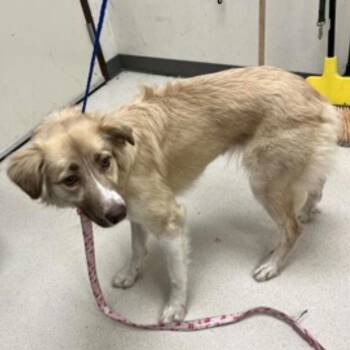 Australian Shepherd and Collie Dogs Available for Adoption - Sadie | PetCurious