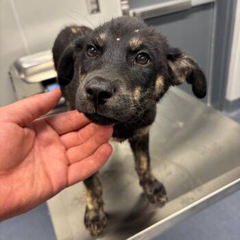 Cockleburs -  Mixed Breed Dog for Adoption in Saint Joseph, Missouri - Cockleburs | PetCurious