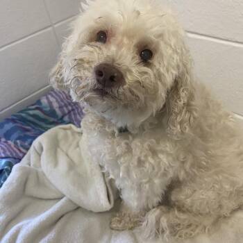 Chance -  Cockapoo Dog for Adoption in Spruce Pine, North Carolina - Chance | PetCurious