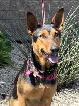 Rescue Mixed Breed and Doberman Pinscher Dogs for Adoption in Mission Viejo, California - Jewelee | PetCurious