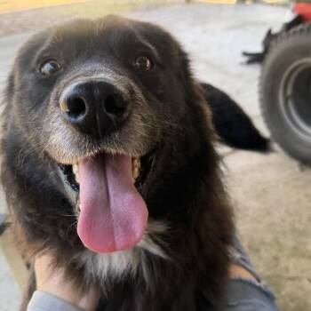 Mixed Breed Dogs Available for Adoption in Wadena, Minnesota - Jefferson | PetCurious