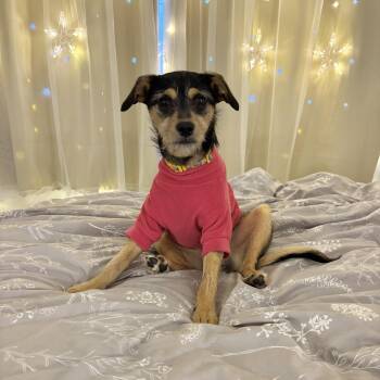 Terrier Dogs Available for Adoption - Callie | PetCurious