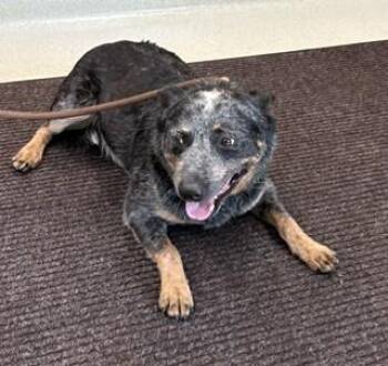 Obie -  Australian Cattle Dog Blue Heeler Dog for Adoption in Maryville, Tennessee - Obie | PetCurious