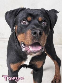 Tongue (surgery 10/2) -  Rottweiler and Mixed Breed Dog for Adoption in Mason, Michigan - Tongue (surgery 10/2) | PetCurious