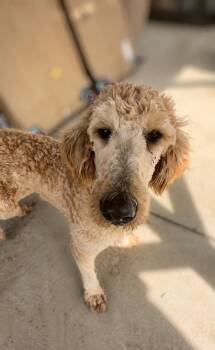 Golden Retriever and Standard Poodle Dogs Available for Adoption in Thomasville, North Carolina - Mirabel | PetCurious