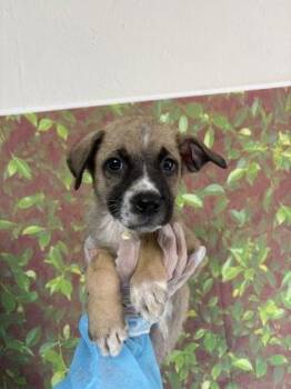 Shepherd and Mixed Breed Dogs Available for Adoption in San Antonio, Texas - Constantine | PetCurious