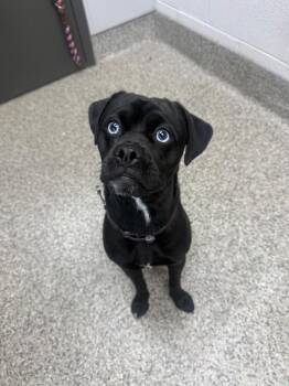 Messi -  Pug Dog for Adoption in Van Wert, Ohio - Messi | PetCurious