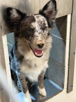Ichigo -  Border Collie and Australian Cattle Dog Blue Heeler Dog for Adoption in Gillette, Wyoming - Ichigo | PetCurious