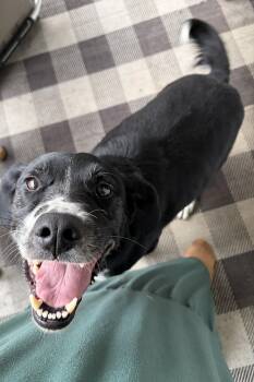 Buck -  Black Labrador Retriever Dog for Adoption in Lacon, Illinois - Buck | PetCurious