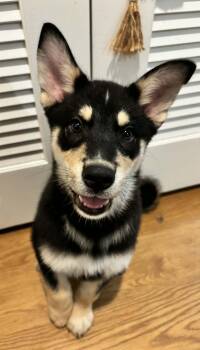 Shepherd Dogs Available for Adoption - Brazil | PetCurious