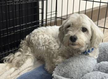 Romeo -  Maltese and Poodle Dog for Adoption in Palm Coast, Florida - Romeo | PetCurious