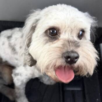Kai Turner -  Cavapoo Dog for Adoption in Plano, Texas - Kai Turner | PetCurious