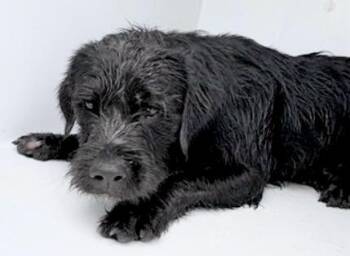 Labrador Retriever and Fox Terrier Dogs Available for Adoption in Houston, Texas - A654682 | PetCurious