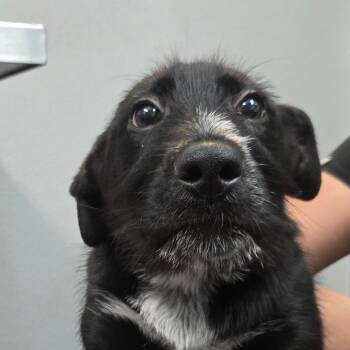 Black Labrador Retriever and Shepherd Dogs Available for Adoption - Sable | PetCurious