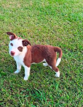 Mia -  Australian Shepherd Dog for Adoption in Glocester, Rhode Island - Mia | PetCurious