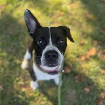 Rescue Mixed Breed Dogs for Adoption in Philadelphia, Pennsylvania - Blurr | PetCurious