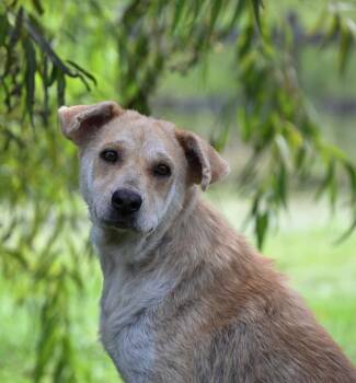 Rescue Labrador Retriever Dogs for Adoption in Bronson, Texas - Heather | PetCurious