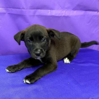 Blueberry -  Labrador Retriever and Mixed Breed Dog Available for Adoption in North Myrtle Beach, South Carolina - Blueberry | PetCurious