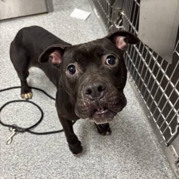 Martini -  American Staffordshire Terrier Dog for Adoption in Grand Rapids, Michigan - Martini | PetCurious