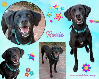 Roxie -  Labrador Retriever and Black Labrador Retriever Dog for Adoption in Middletown, Rhode Island - Roxie | PetCurious