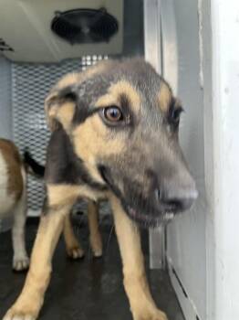 German Shepherd Dog Dogs Available for Adoption in Thousand Oaks, California - Blitzen - URGENT - NEEDS MEDICAL CARE | PetCurious
