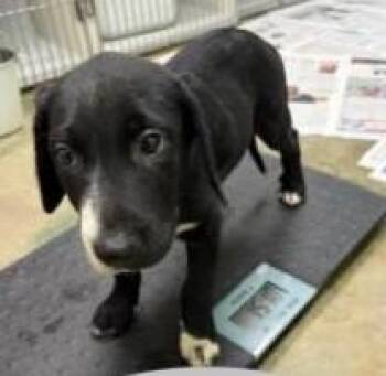 Union -  Shepherd and Mixed Breed Dog for Adoption in Kansas City, Missouri - Union | PetCurious