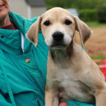 Mountain Cur and Mixed Breed Dogs Available for Adoption in Stormville, New York - CT Simba Avail May 30 (Ellington, CT) | PetCurious
