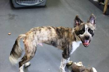 Yapper -  Australian Cattle Dog Blue Heeler and Mixed Breed Dog for Adoption in Picayune, Mississippi - Yapper | PetCurious