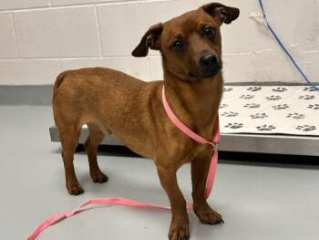 FABULOSO -  Dachshund Dog for Adoption in St. Cloud, Florida - FABULOSO | PetCurious
