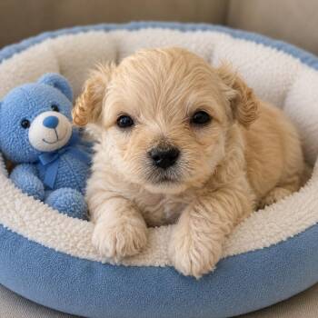 Reeses -  Maltese and Terrier Dog for Adoption in San Diego, California - Reeses | PetCurious