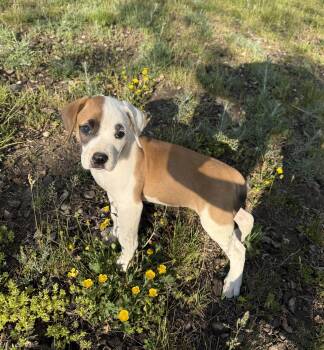 Boxer Dogs Available for Adoption in Floyd, Virginia - Selena | PetCurious