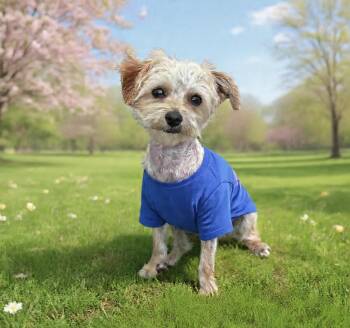 Cooper -  Maltese and Yorkshire Terrier Dog Available for Adoption in Newport Beach, California - Cooper | PetCurious