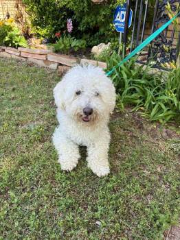 Poodle Dogs Available for Adoption in Shawnee, Oklahoma - Briar | PetCurious